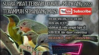 SUARA PIKAT TERBARU 2022 KOLIBRI WULUNG ATAU KOLIBRI MUNCANG KEJEPIT AMPUHNYA LUAR BIASA