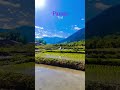 Paddy ❤️ #viralreels #love #kashmiri #kashmir #popular #explorepage #exploremore #kashmiri #love