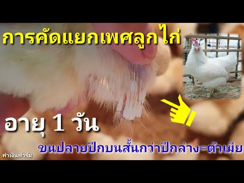 วิธีการคัดแยกเพศลูกไก่ อายุ 1 วัน จากขนปลายปีกบนและปีกล่าง by คำเงินฟาร์ม