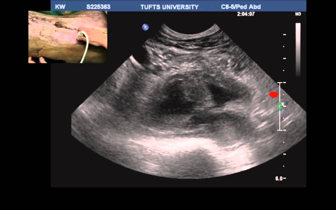 prostatic abscess dog ultrasound