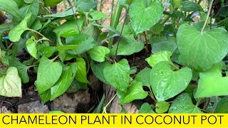 How To Grow Chameleon Plant in Coconut Pot, Growing Chameleon Plant, Daily Life and Nature