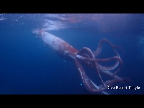 Japan divers capture rare footage of live giant squid | AFP