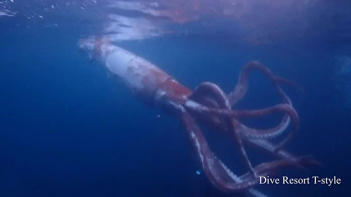 Japan divers capture rare footage of live giant squid | AFP - DayDayNews