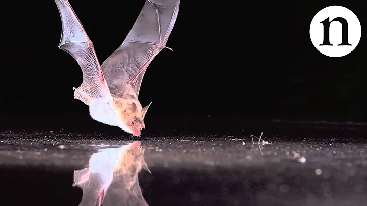 BAT SENSE - by Nature Video - DayDayNews