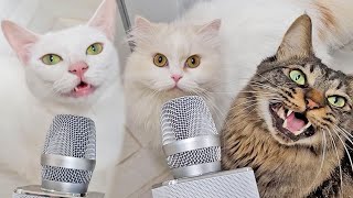 I gave my Chatty Cats a Microphone