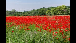 Provence 2023