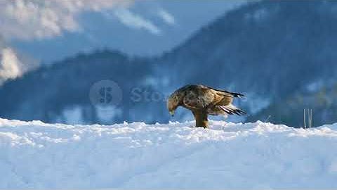 RARE GOLDEN EAGLE LANDING IN SNOW ON A MOUNTAIN PEAK.... RARE EXCLUSIVE FOOTAGE