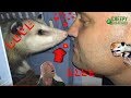 My Favorite Opossum Kiss