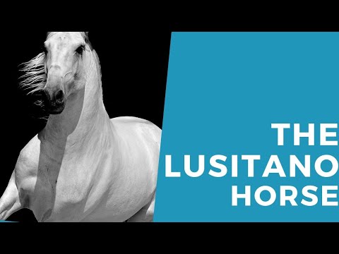 Wideo: Koń Lusitanian (Lusitano)