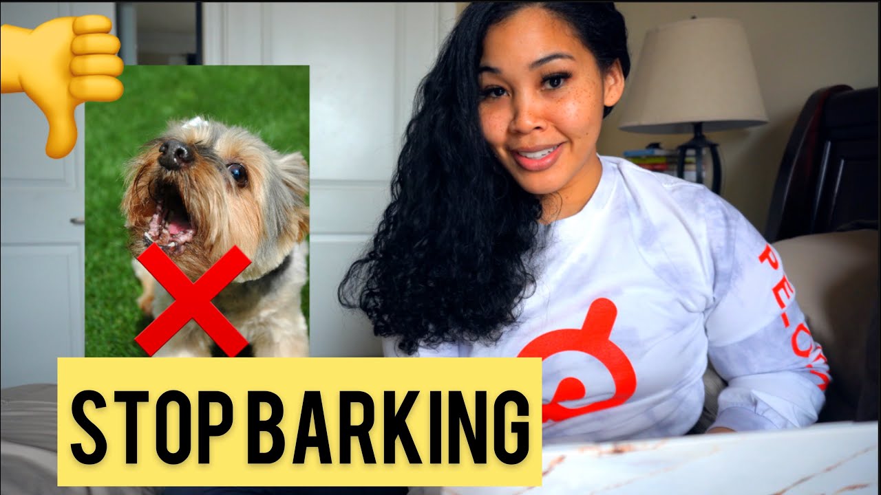 How To Stop A Morkie From Barking