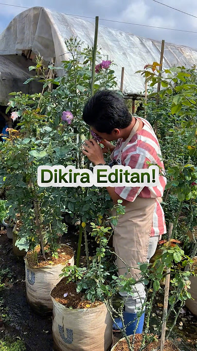 Thought It Was Edited! Turns Out It's a Real Rose