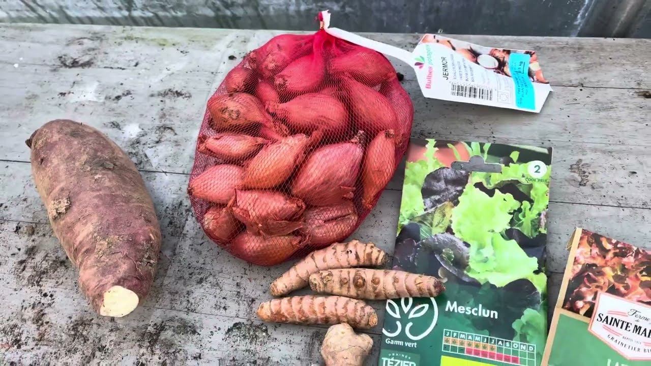 Le potager en janvier, semis, plantation, préparation de la saison 2024.