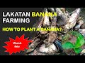 How to Plant or Propagate a Banana(Lakatan)？