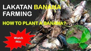 How to Plant or Propagate a Banana(Lakatan)？