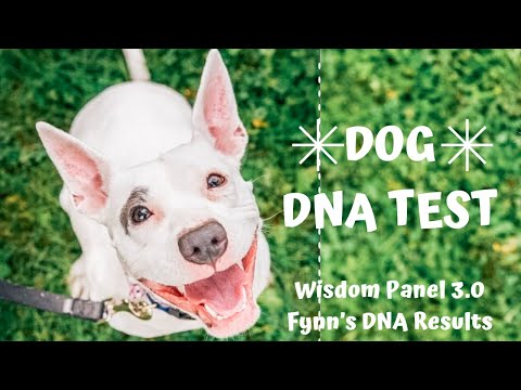 Wisdom Panel Dog DNA Test Review | Fynn's Results