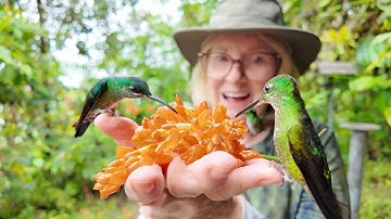 Fabulous Experience: Hand Feeding Hummingbirds in Ecuador
