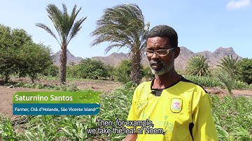 Fall Armyworm in Cabo Verde