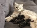 Kedi Doğumu ve Yavruların Gelişimi (Cats Birth and Kitten)