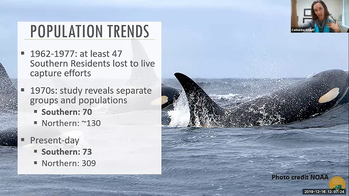 Saving the Southern Resident Killer Whales