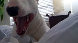 Bentley  Funny Bull Terrier Waking Up