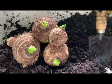 How to Plant Taro from Grocery Store Bulbs {English Subtitles}