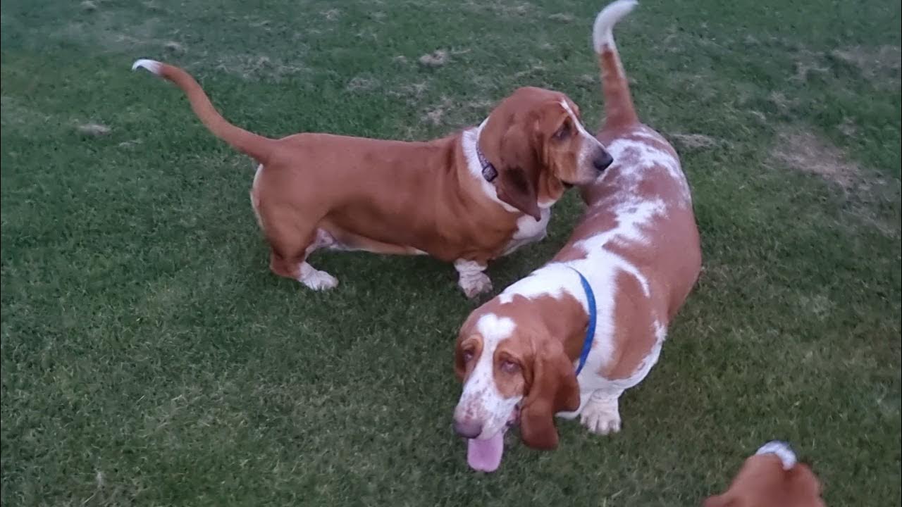 Basset Hounds Howling and Baying YouTube