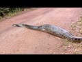 Cobra Sucuri com quase 6 metros a flagrada com um jacaré na barriga, em Alta Floresta Ro