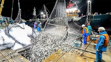 Choáng Ngợp :Ngư Dân Đức Đánh Bắt 20 Tấn Cá Chuồn Trong Một Ngày Chỉ Với Chiếc Lưới Dài 30 Mét