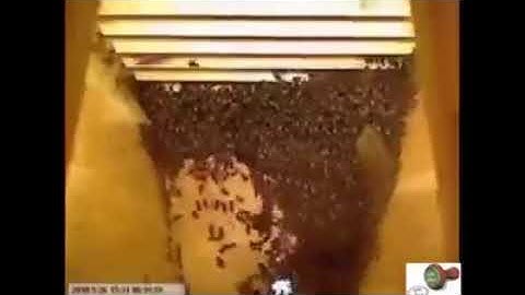 سبحان الذي خلق فأبدع 2018 النحل آية من آيات الله عز وجل