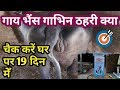 गाय भैंस ग्याभिन ठहरी या नहीं कैसे चैक करें घर पर ही | Cow Buffalo pregnant or not  check at home|