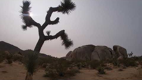 Joshua Tree - Belle Campground - 4K brief walkabout