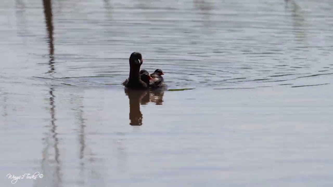 Little grebe chicks riding on mom's back.