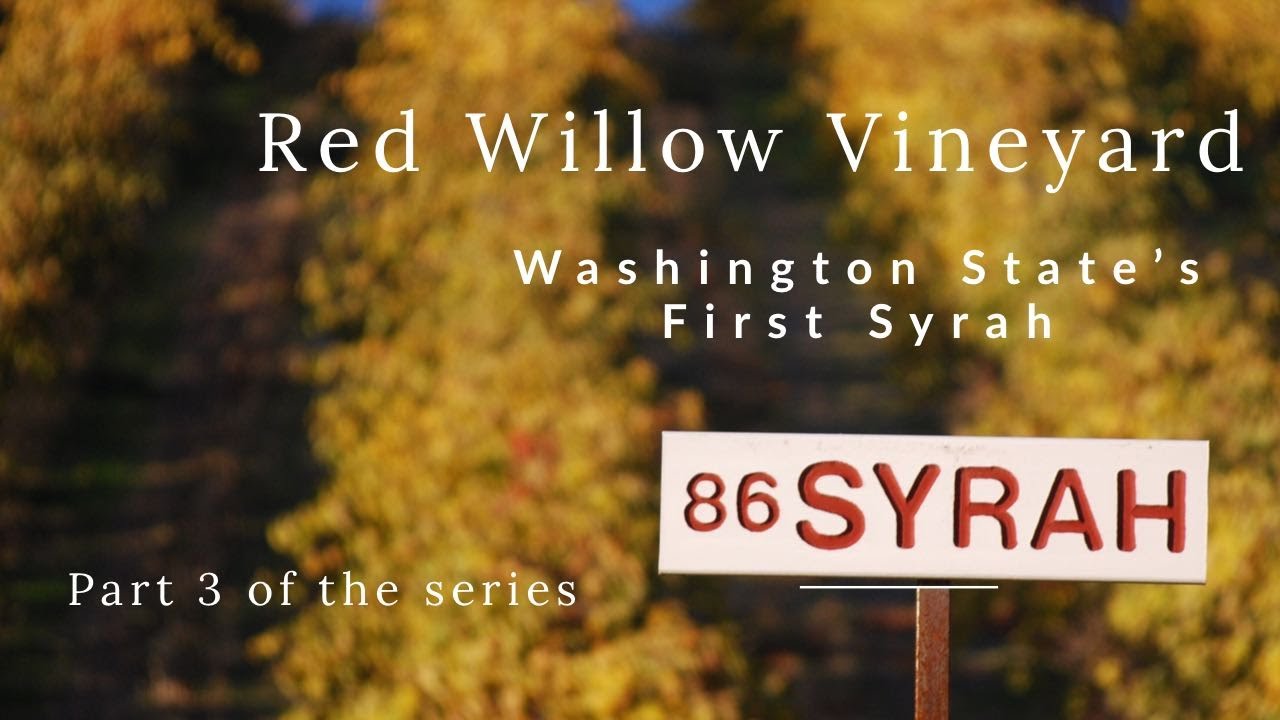 Washington State's First Syrah, Red Willow Vineyard YouTube