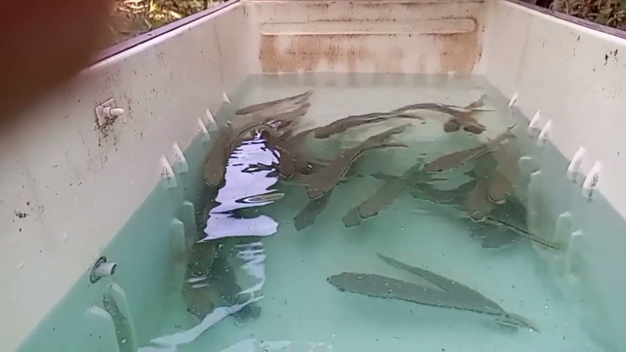 Update terbaru anak toman part 8, mengatasi jamur dengan obat biru dan hijau