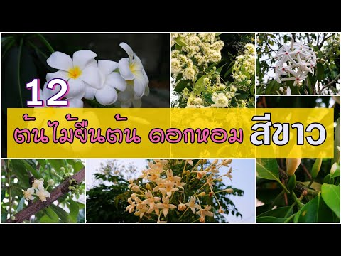 ต้นไม้ยืนต้นดอกหอมสีขาว พรรณไม้หอมยืนต้นดอกสีขาว White fragrant flower trees : Golf Garden tips