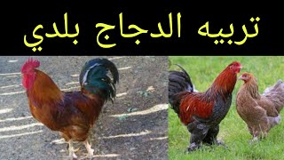 تربيه الدجاج بلدي