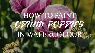 PINK OPIUM POPPIES IN WATERCOLOR: HOW TO PAINT POPPIES IN WATERCOLOUR