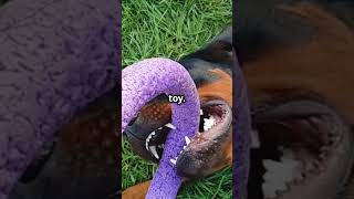 Pitbulls vs Rottweilers: Which is the Best Guard Dog?