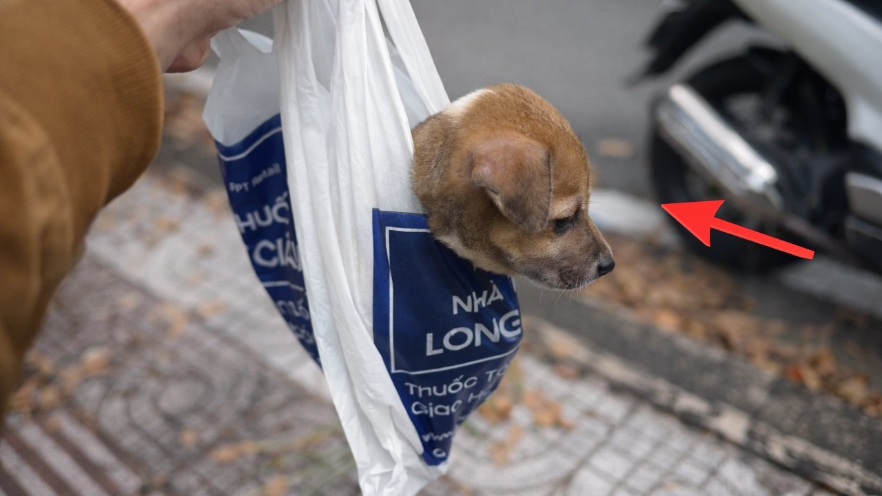 I Saw a Lost Puppy Run Into Traffic… I Had No Idea He Wanted Me to Save Him ❤️