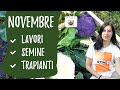 Orto a NOVEMBRE: lavori da fare, semine e trapianti