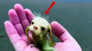 Top 5 Weirdest Animals You Won’t Believe Exist! 👽😱