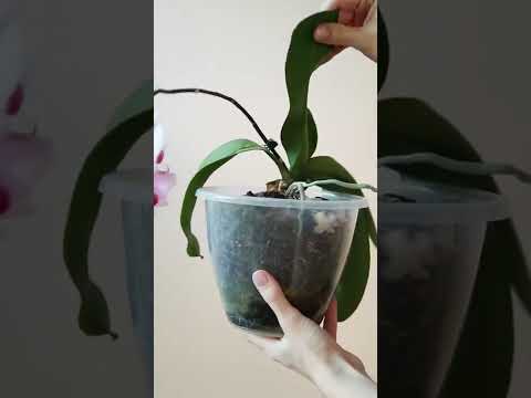Video: Perlukah orkid phalaenopsis dikabus?