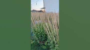 Hoa Cúc Đại Đóa Tết 2025 Khánh Hòa A Nhàn Chậu 60 40 Mặt Hoa Ngày 17/10/2024 ÂL #shorts