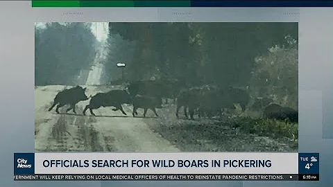 Officials searching for group of wild boars in Pickering