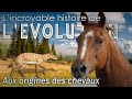 Aux origines du cheval quids  volution  palontologie   simplex palo