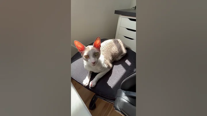 Video 11480221: cornish rex cat playing