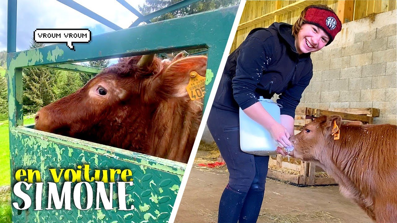 EN ROUTE VERS LA LIBERTÉ LES PETITES COCOTTES🐮 *une journée de ouf partie 2*