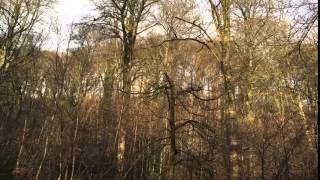 Peaceful Birds Chirping Meditation Sound in Cardiff, UK screenshot 5