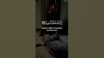 سورة البقرة - عبدالرحمن مسعد