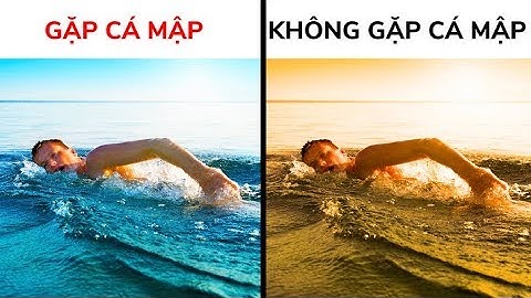 Làm sao để sống sót khi bị cá mập tấn công